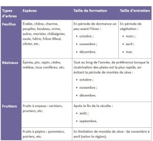 saison de taille