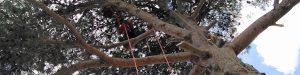 Élagage et entretien des arbres région Occitanie