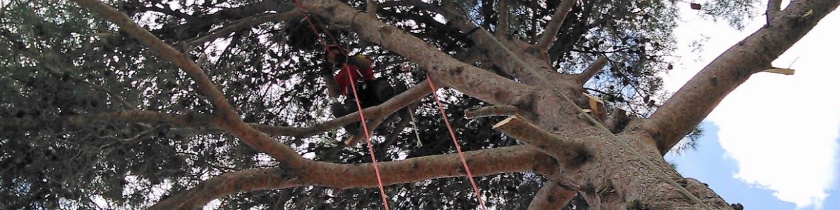 Permalien vers:Élagage et entretien des arbres région Occitanie Permalien vers:Élagage et entretien des arbres région Occitanie